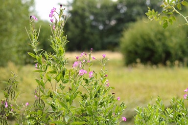 small pink flowers